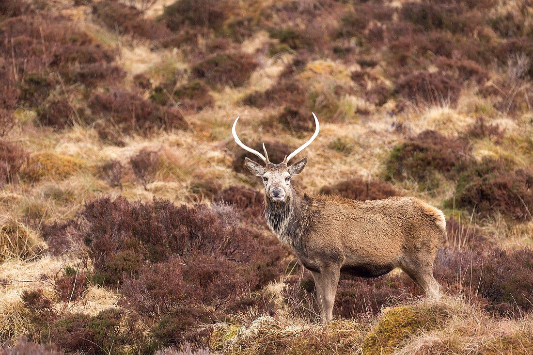 Scotland, Sutherland, Northwest Highlands, Lairg, red deer (Cervus elaphus) near Ardvreck Castle