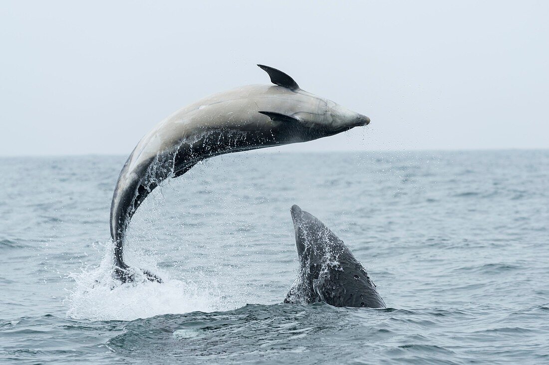 Vereinigtes Königreich, Northumberland, Seahouse, Farne Islands, Geminer Delfin (Delphinus delphis)