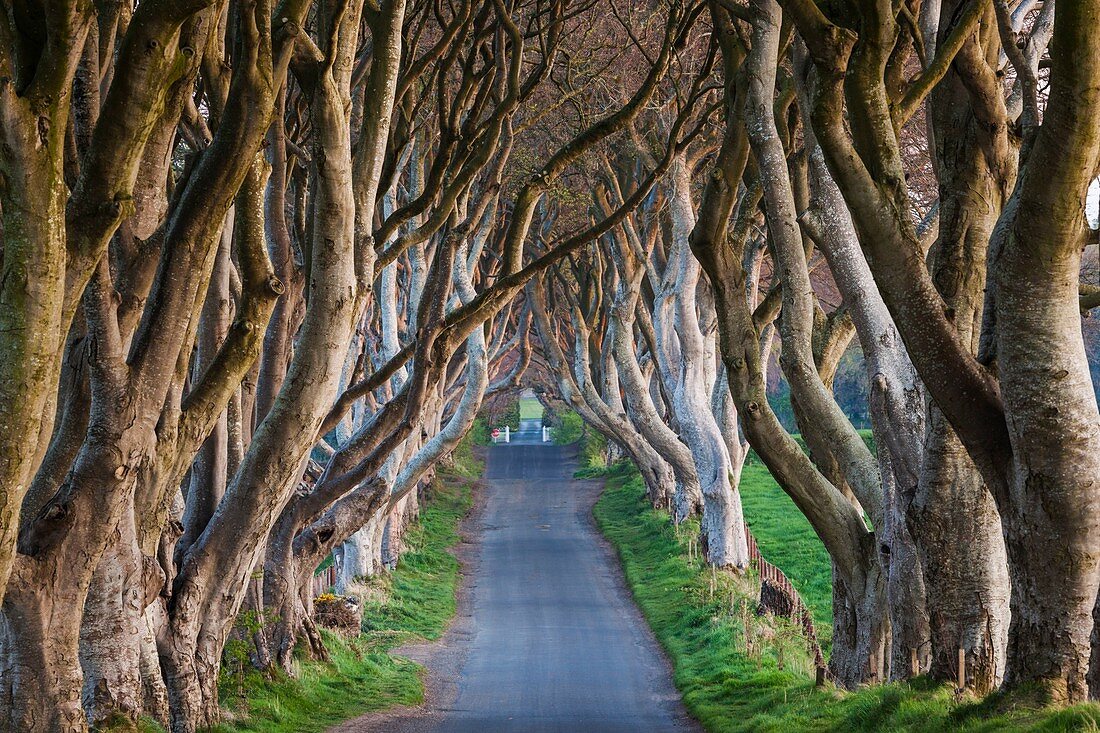 Vereinigtes Königreich, Nordirland, County Antrim, Ballymoney, The Dark Hedges, von Bäumen gesäumte Straße, Morgendämmerung