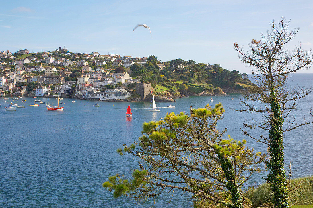 United Kingdom, Cornwall, Fowey, sailings in the estuary of Fowey with the village of Polruan in the background
