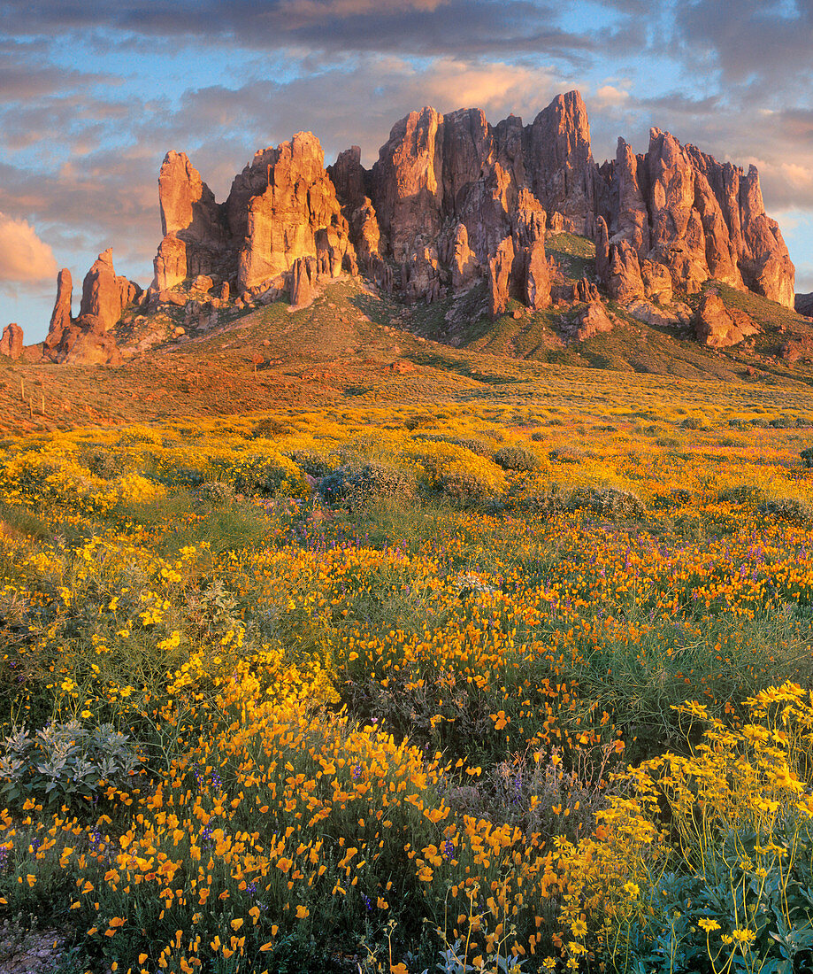 Wildblumen und Berge, Superstition mountains, lost Dutch state park, Arizona, USA
