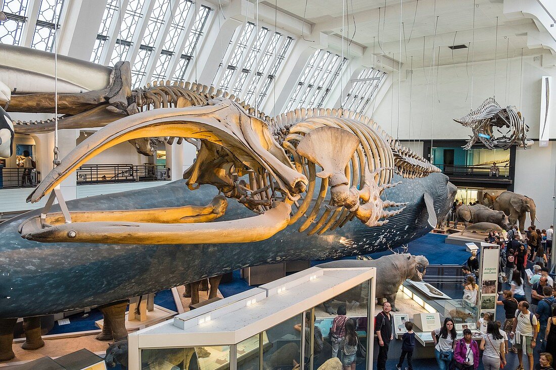 United Kingdom, London, Natural History Museum, blue zone, Mammals gallery, life-size reproduction of a blue whale