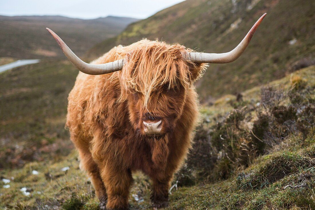 Vereinigtes Königreich, Schottland, Highland, Innere Hebriden, Isle of Sky, Elgol, Schottisches Hochlandrind