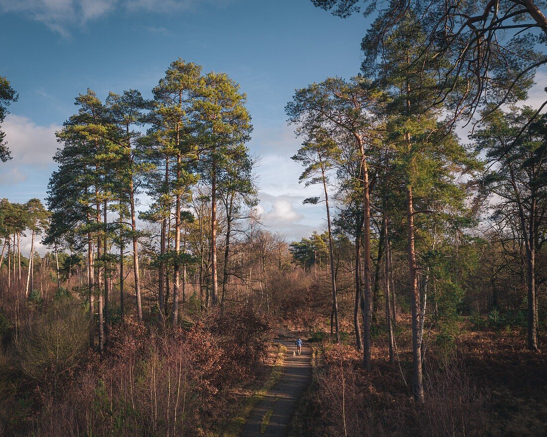 Wanderer auf Einem von Kiefern Gesäumten Radweg Im Wald von Rambouillet, Yvelines , Ile-De-France, Frankreich