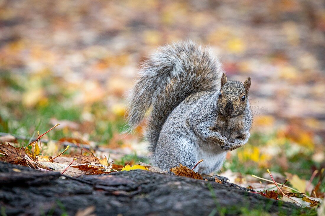 Graues Eichhörnchen in der Strasse, Parks und Gärten in der Stadt Montreal, Quebec, Kanada
