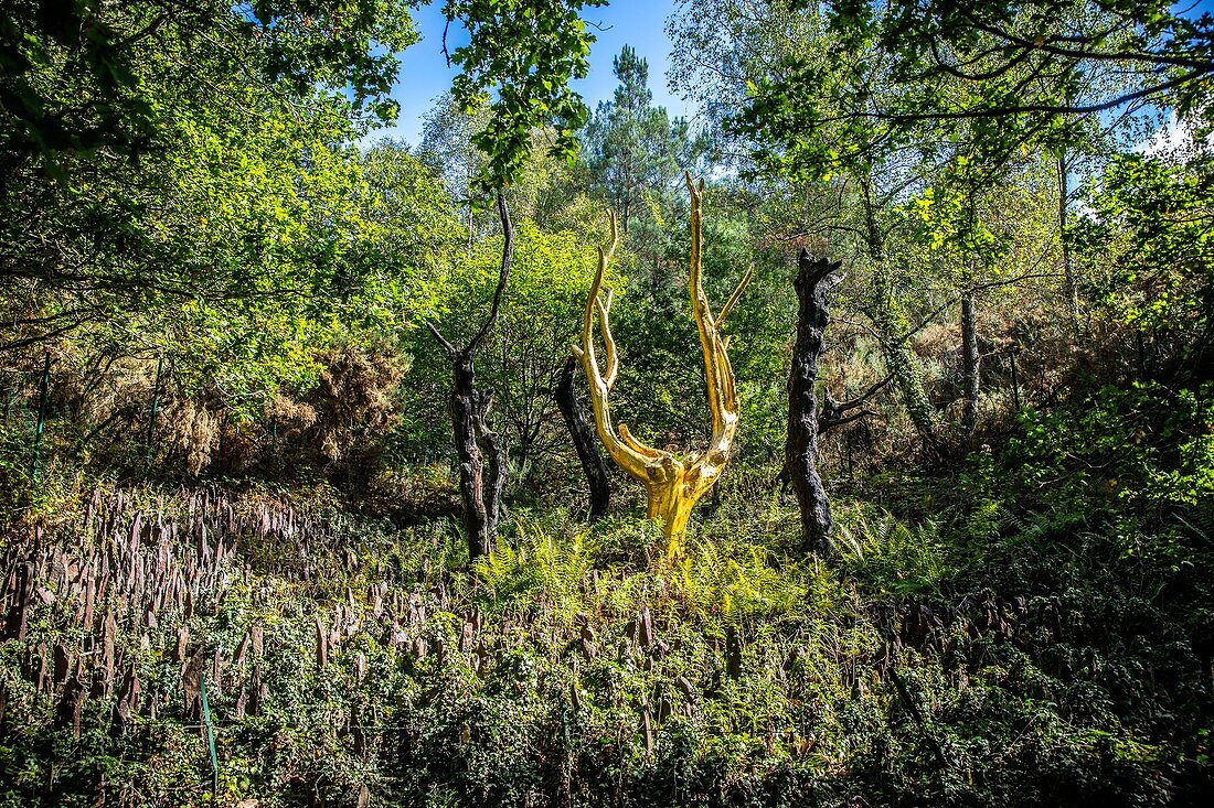 Der Goldene Baum, Val Sans Retour (Tal Ohne Wiederkehr), Trehorenteuc , Bretagne, Frankreich