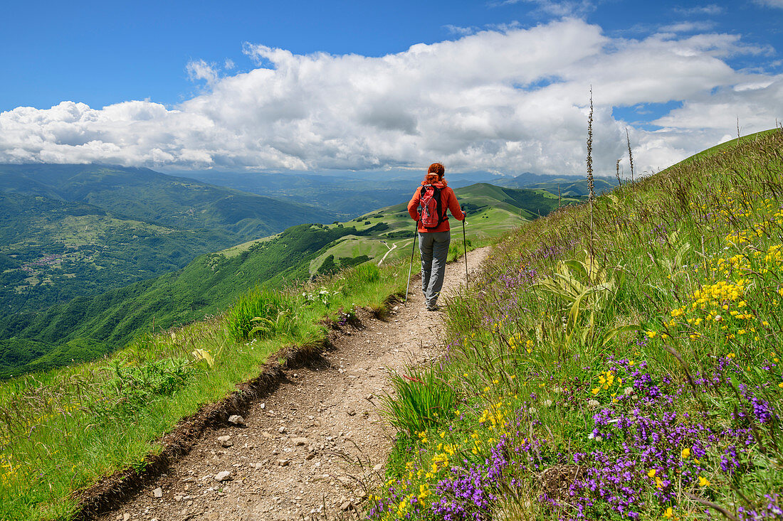 Frau beim Wandern geht durch Blumenwiesen, Monte Vettore, Sibillinische Berge, Monti Sibillini, Nationalpark Monti Sibillini, Parco nazionale dei Monti Sibillini, Apennin, Marken, Umbrien, Italien