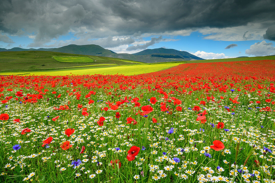 Blühendes Mohnfeld mit Margeriten, Castelluccio, Sibillinische Berge, Monti Sibillini, Nationalpark Monti Sibillini, Parco nazionale dei Monti Sibillini, Apennin, Marken, Umbrien, Italien