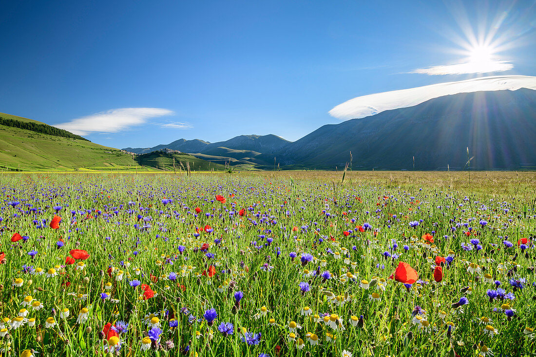 Blooming field with poppies, daisies and cornflowers, Castelluccio, Sibillini Mountains, Monti Sibillini, Monti Sibillini National Park, Parco nazionale dei Monti Sibillini, Apennines, Marche, Umbria, Italy