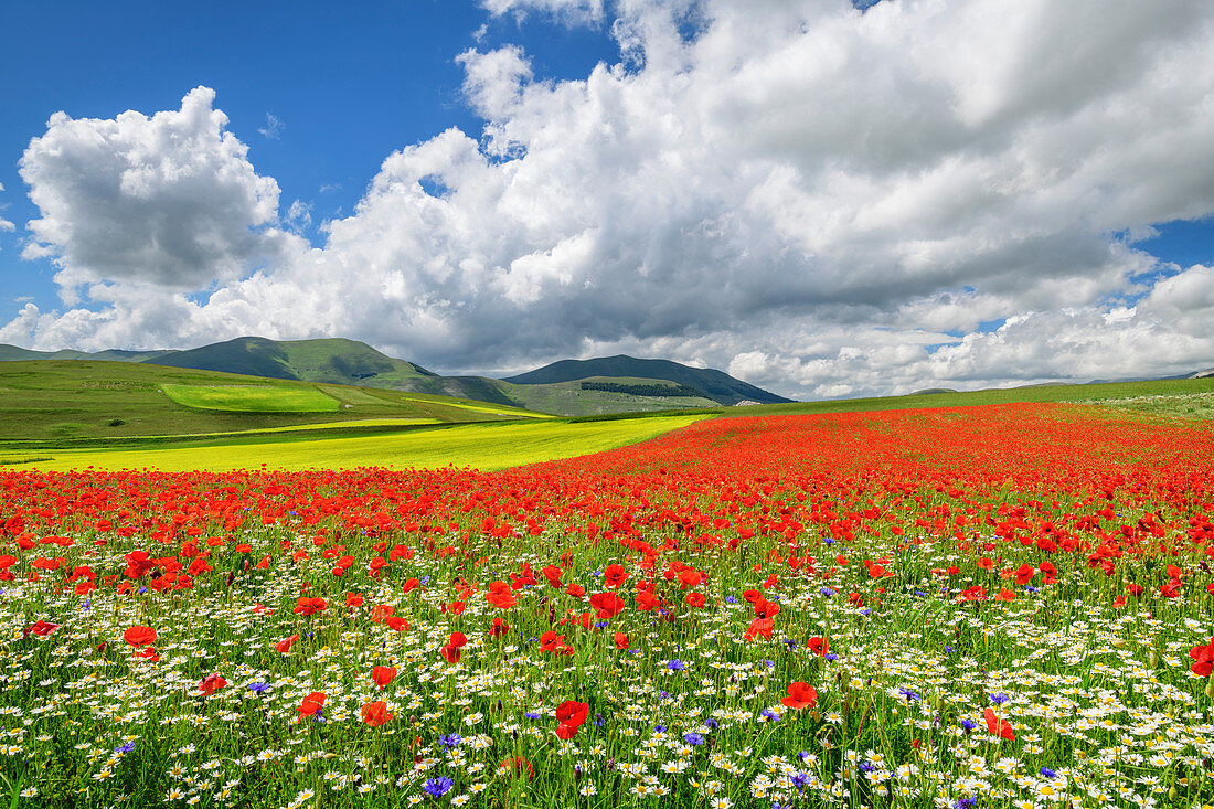 Blühendes Mohn- und Rapsfeld, Castelluccio, Sibillinische Berge, Monti Sibillini, Nationalpark Monti Sibillini, Parco nazionale dei Monti Sibillini, Apennin, Marken, Umbrien, Italien