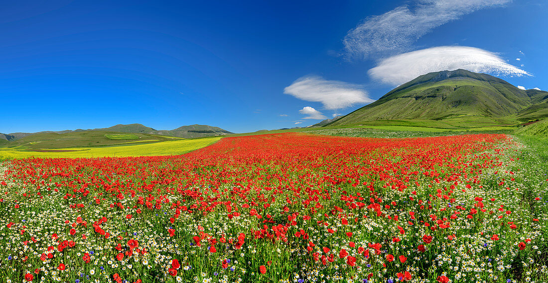 Panorama with blooming poppy and rapeseed field, Castelluccio, Sibillini Mountains, Monti Sibillini, Monti Sibillini National Park, Parco nazionale dei Monti Sibillini, Apennines, Marche, Umbria, Italy