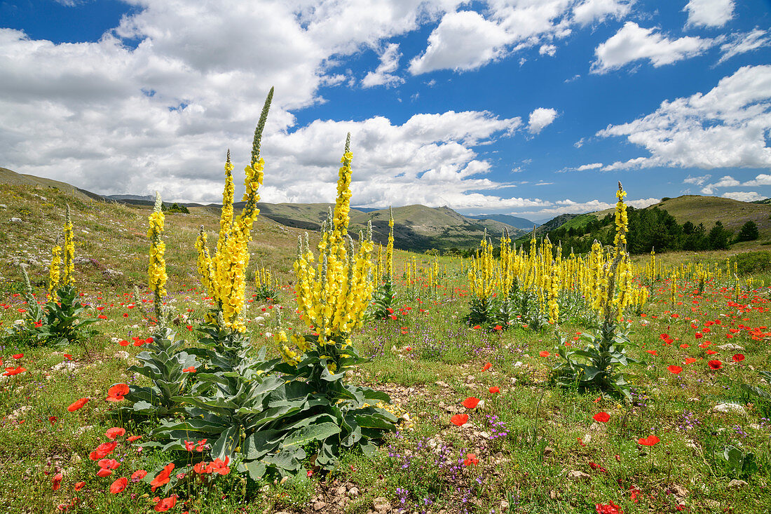 Blooming mullein, Gran Sasso, Gran Sasso National Park, Parco nazionale Gran Sasso, Apennines, Abruzzo, Italy