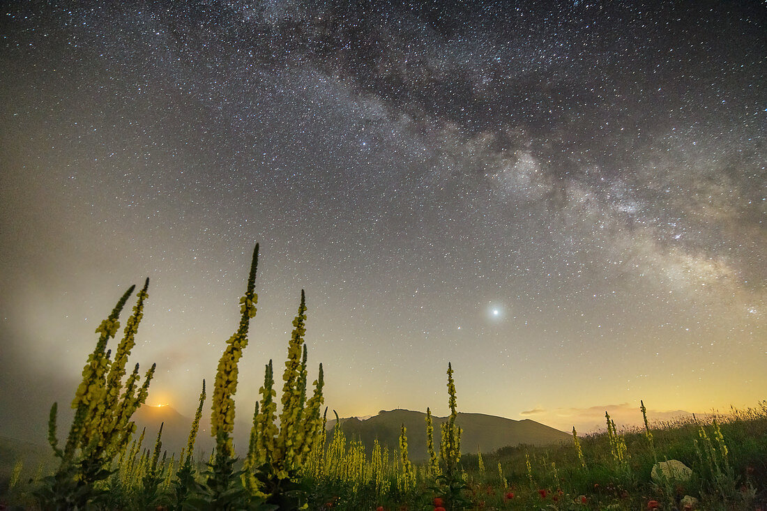 Sternenhimmel mit Milchstraße über Feld mit Königskerzen, Nationalpark Gran Sasso, Parco nazionale Gran Sasso, Apennin, Abruzzen, Italien