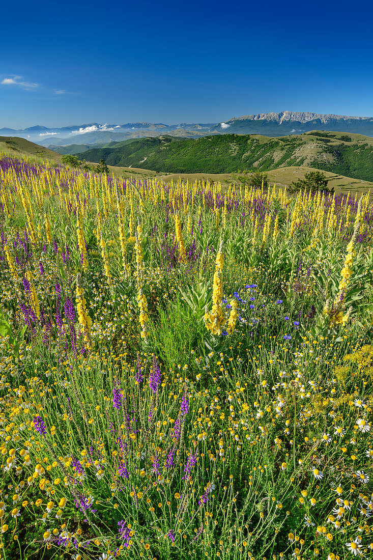 Blühende Königskerzen mit Monte Sirente im Hintergrund, Nationalpark Gran Sasso, Parco nazionale Gran Sasso, Apennin, Abruzzen, Italien