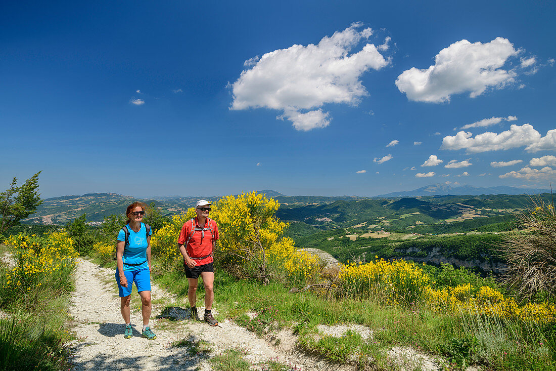 Man and woman hiking through flowering gorse, Grande Anello dei Sibillini, Sibillini Mountains, Monti Sibillini, National Park Monti Sibillini, Parco nazionale dei Monti Sibillini, Apennines, Marche, Umbria, Italy
