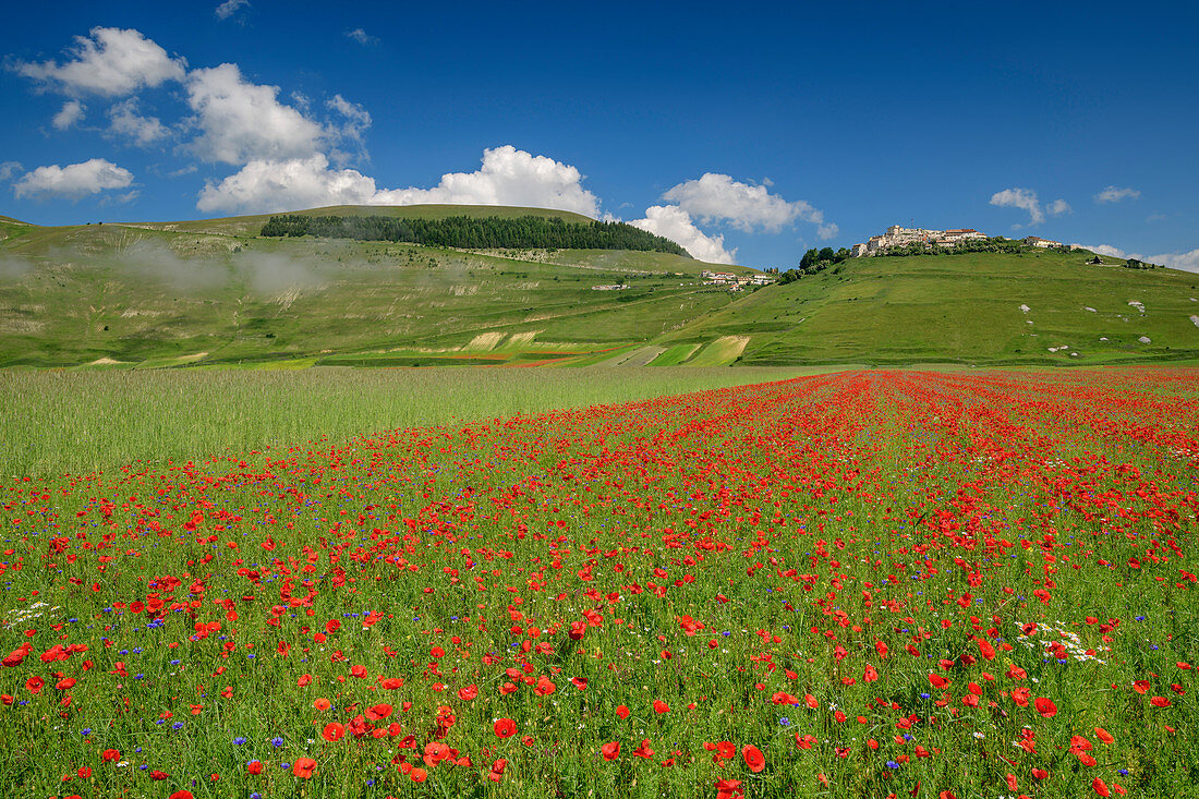 Blooming poppy field with Castelluccio in the background, Castelluccio, Sibillini Mountains, Monti Sibillini, Monti Sibillini National Park, Parco nazionale dei Monti Sibillini, Apennines, Marche, Umbria, Italy