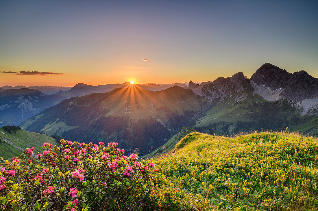 Sunrise over Allgäu Alps and Lechquellen Mountains, with alpine roses in the foreground, from the Zafernhorn, Großes Walsertal Biosphere Reserve, Bregenz Forest Mountains, Bregenzerwald, Vorarlberg, Austria