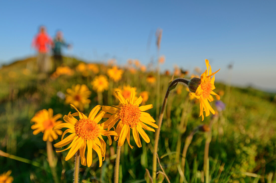 Zwei Personen beim Wandern unscharf im Hintergrund, blühende Arnika im Vordergrund, Biosphärenreservat Großes Walsertal, Bregenzerwaldgebirge, Bregenzerwald, Vorarlberg, Österreich