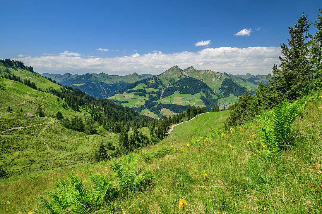 Blick über Wiesen der Alpe Oberpartnun auf Bregenzerwaldgebirge, Biosphärenreservat Großes Walsertal, Lechquellengebirge, Vorarlberg, Österreich