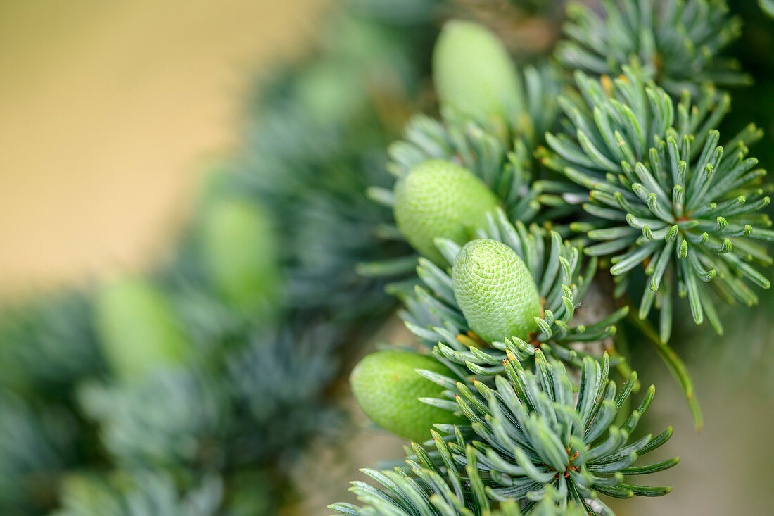 Young cones on Atlas cedar, Atlas cedar, Cedrus atlantica, Foret de Cedres, Luberon, Luberon Nature Park, Vaucluse, Provence-Alpes-Cote d'Azur, France