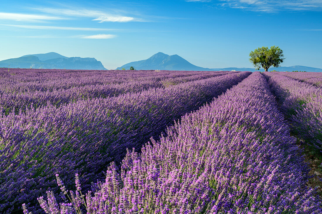 Blooming lavender field with Le Grand Marges in the background, Valensole, Verdon Nature Park, Alpes-de-Haute-Provence, Provence-Alpes-Cote d´Azur, France