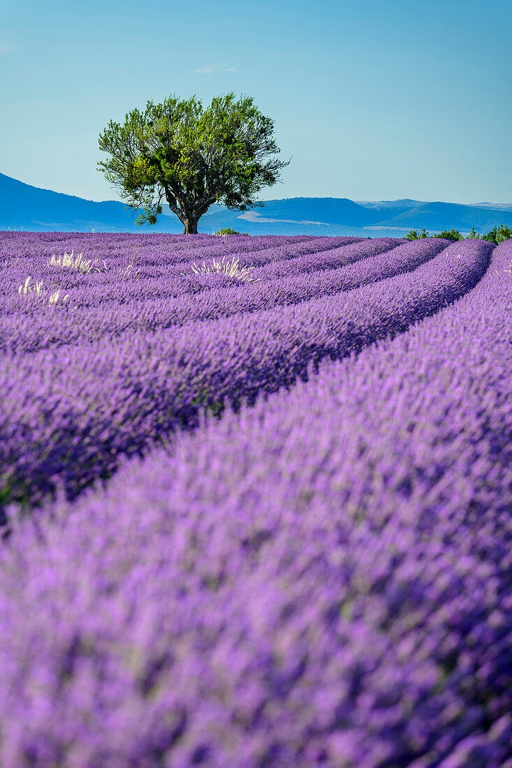 Blühendes Lavendelfeld mit Baum, Valensole, Naturpark Verdon, Alpes-de-Haute-Provence, Provence-Alpes-Côte d´Azur, Frankreich