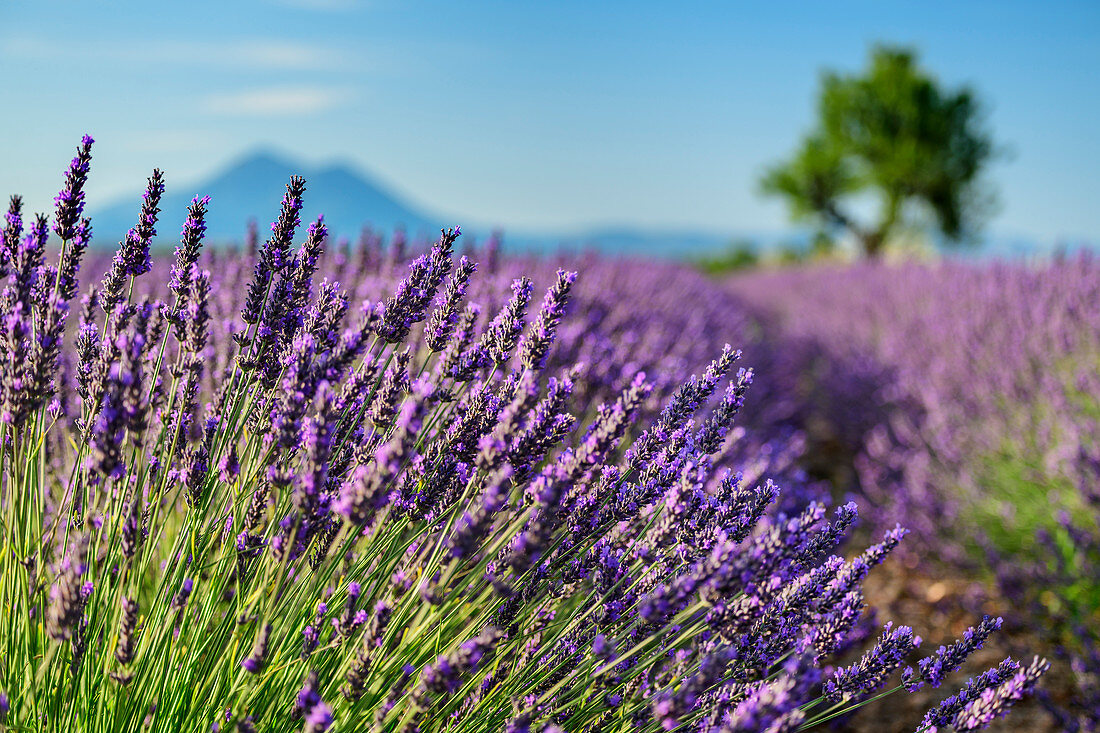 Blühendes Lavendelfeld mit Baum unscharf im Hintergrund, Valensole, Naturpark Verdon, Alpes-de-Haute-Provence, Provence-Alpes-Côte d´Azur, Frankreich