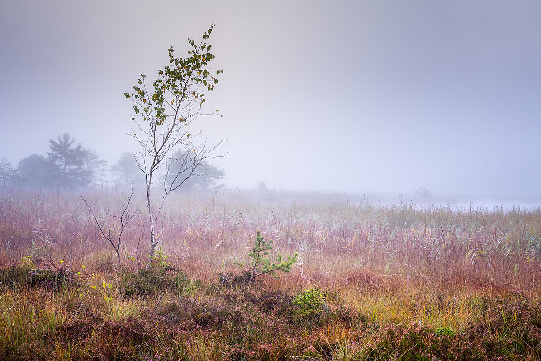 Fog in late summer morning over Frechensee (Ostersee), Bavaria, Germany