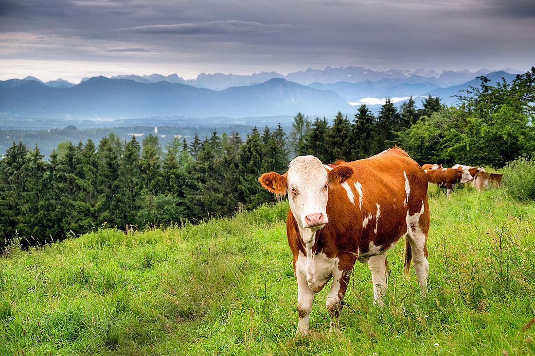 Braune Kuh auf saftiger Wiese vor Bergen im Hintergrund, Ilkahöhe, Tutzing, Bayern, Deutschland
