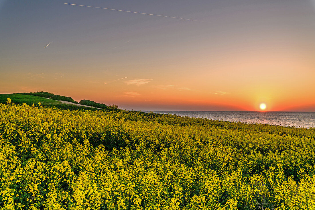 Rapeseed field with sunset on the Baltic Sea, Dazendorf, Ostholstein, Schleswig-Holstein, Germany