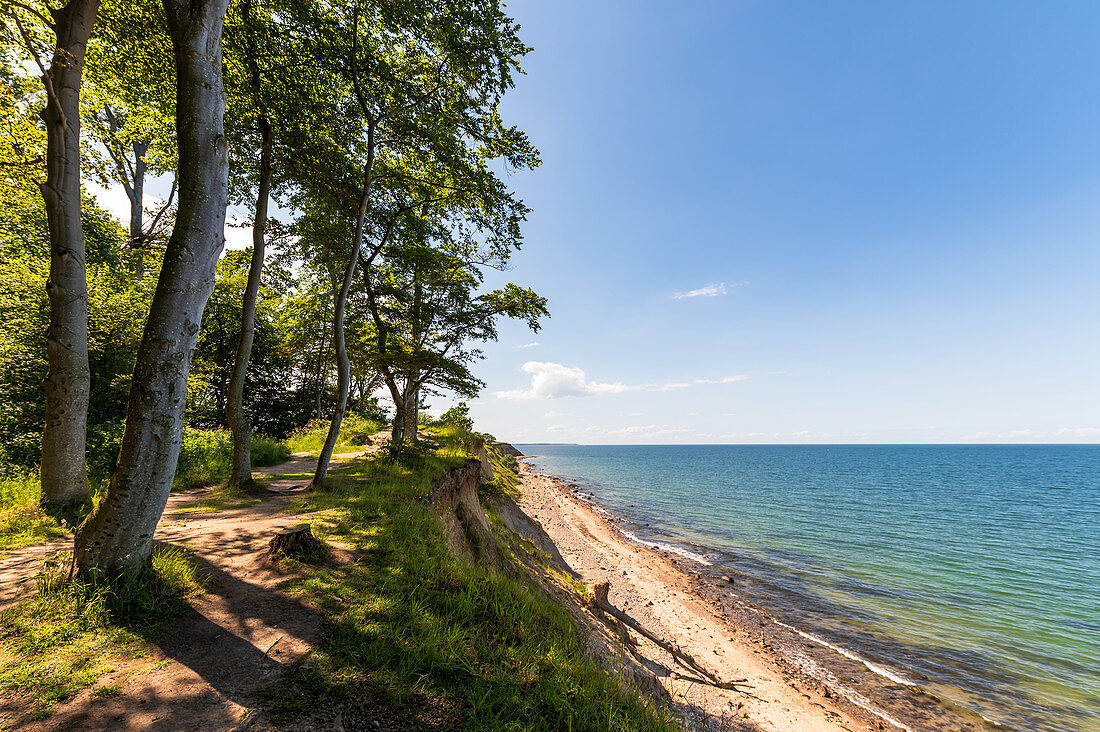 Blick auf den Wald und die Steilküste, Weissenhäuser Strand, Eitz, Ostsee, Ostholstein, Schleswig-Holstein, Deutschland