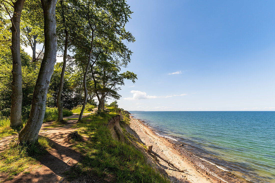 View of the forest and the steep coast, Weissenhäuser Strand, Eitz, Baltic Sea, Ostholstein, Schleswig-Holstein, Germany
