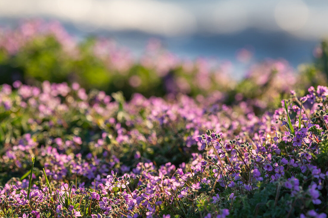 Purple flowers with bokeh; Dazendorf; Baltic Sea; East Holstein; Schleswig-Holstein; Germany
