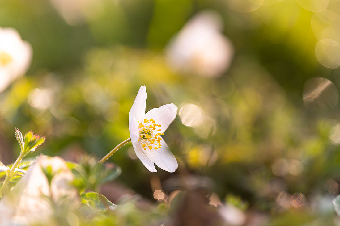 Wood anemone with bokeh in the forest, Ostholstein, Schleswig-Holstein, Germany