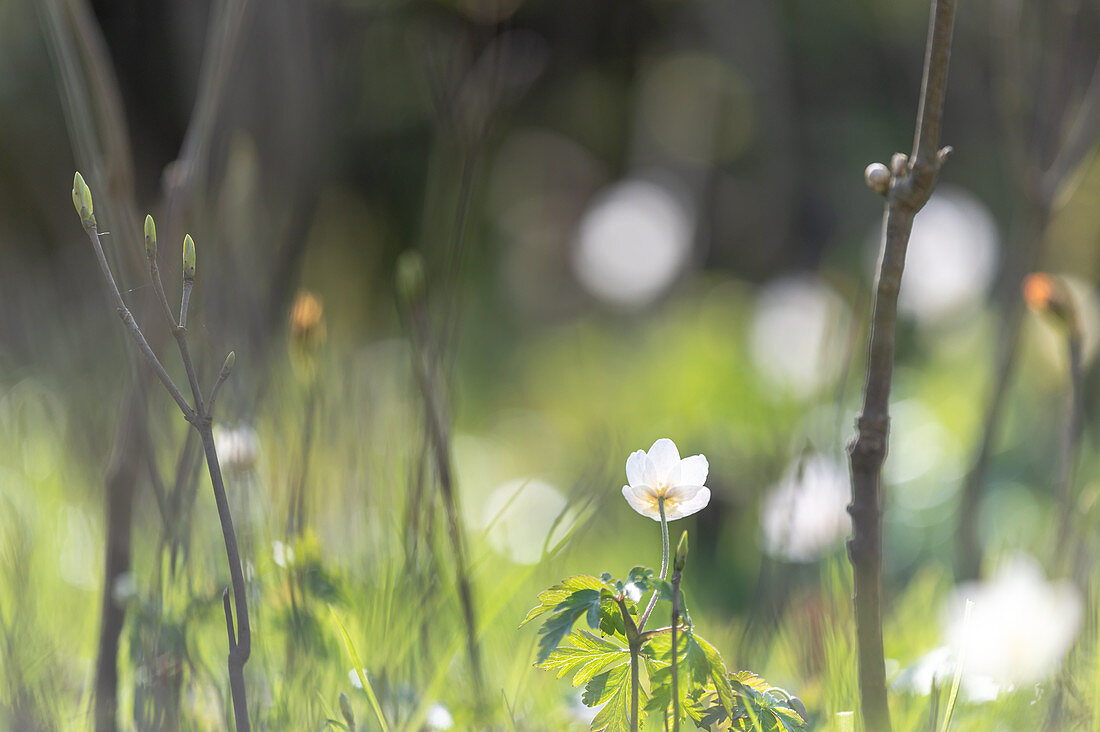 Spring awakening in the forest, wood anemone, Ostholstein, Schleswig-Holstein, Germany