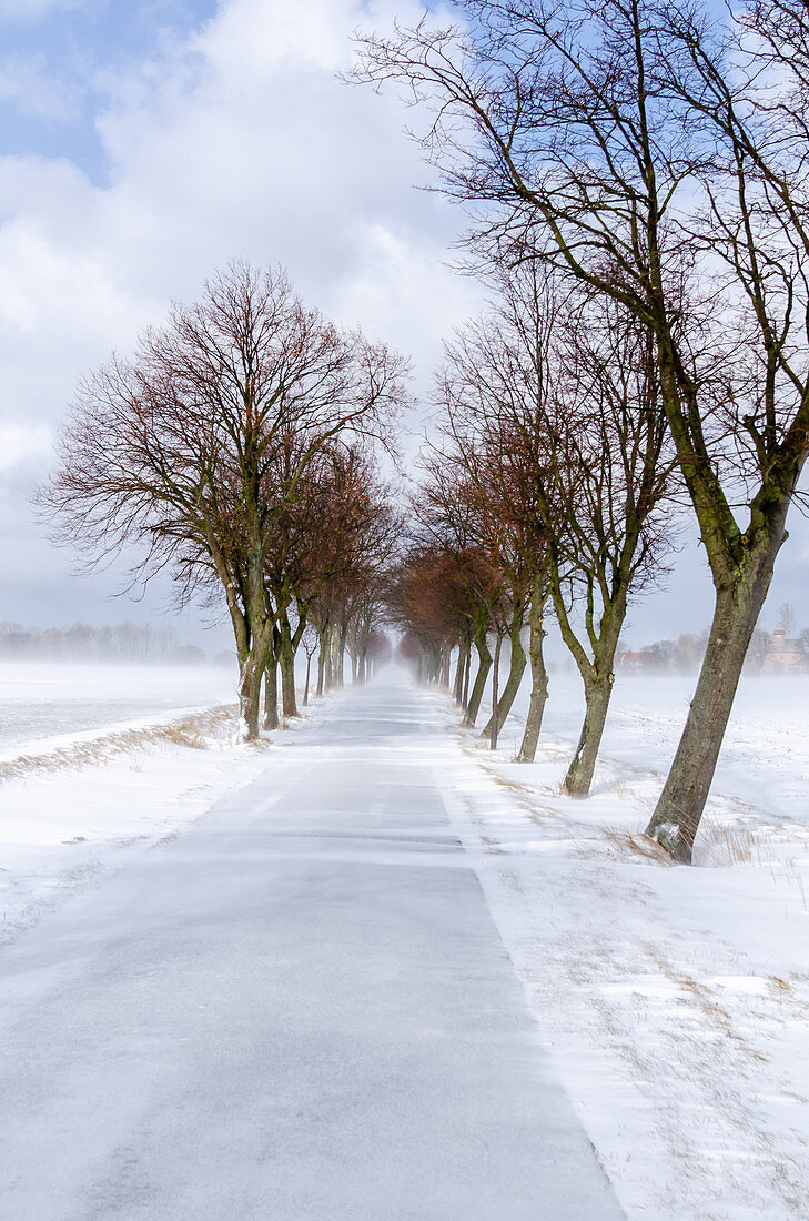 Winterliche Allee mit Schnee in Ostholstein, Neukirchen, Schleswig-Holstein, Deutschland