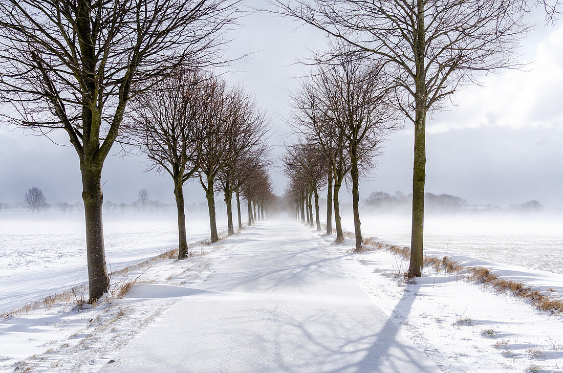 Winter avenue with snow in Ostholstein, Neukirchen, Schleswig-Holstein, Germany