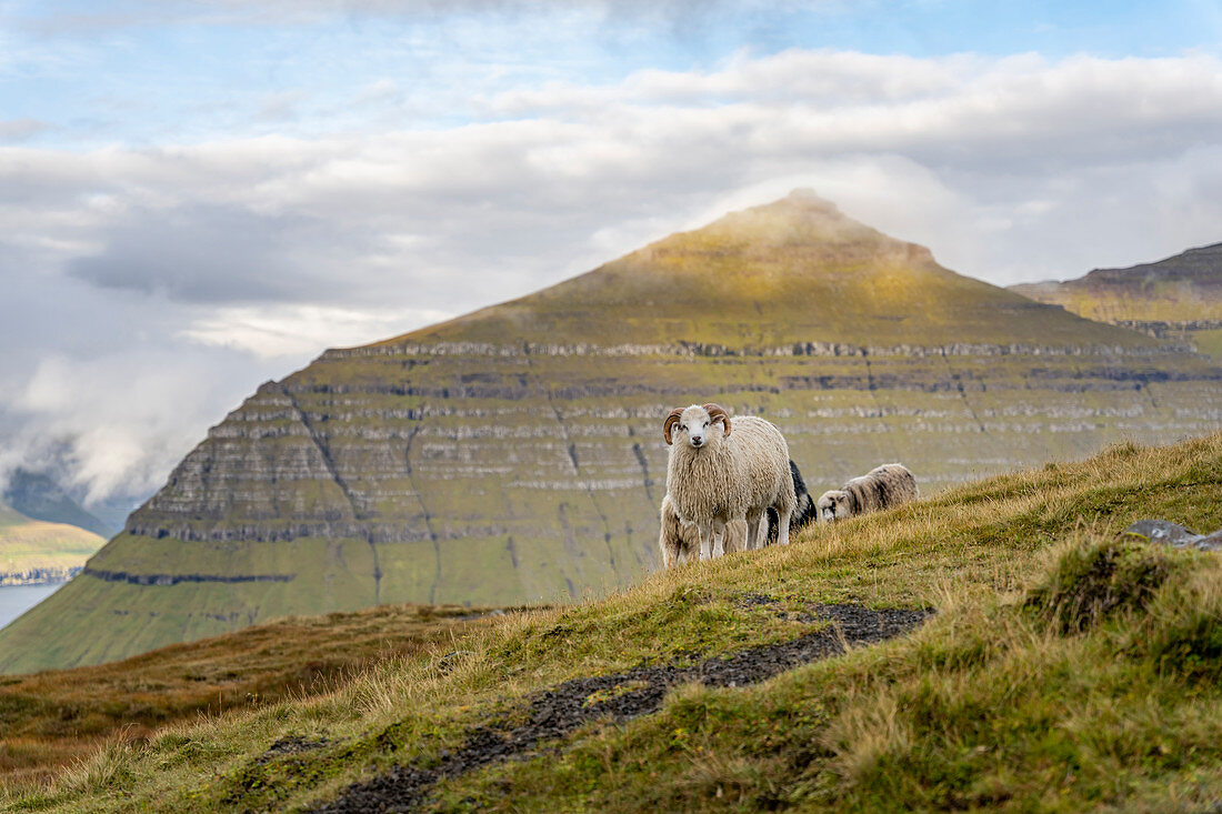 Schafe auf den grünen Weiden an den Hängen des Klakkur bei Klaksvík, Färöer Inseln