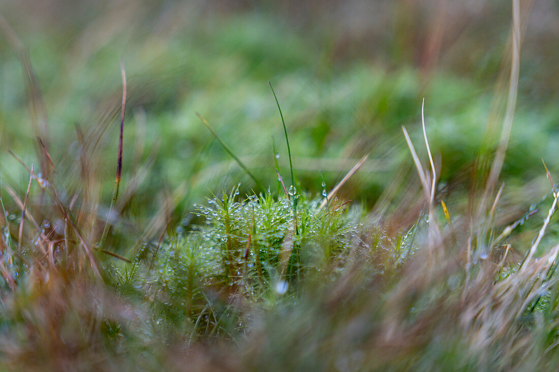 Detail of the late summer flora on the Faroe Islands.