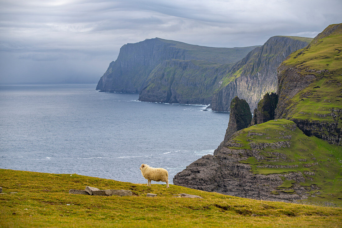 Felsformation mit Schaf am Leitisvatn, auch Sørvágsvatn genannt, Vágar, Färöer Inseln