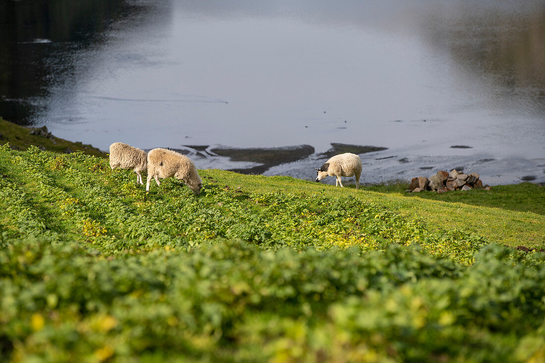 Schafe grasen auf einem Gemüseacker, Saksun, Insel Streymoy auf den Färöer Inseln
