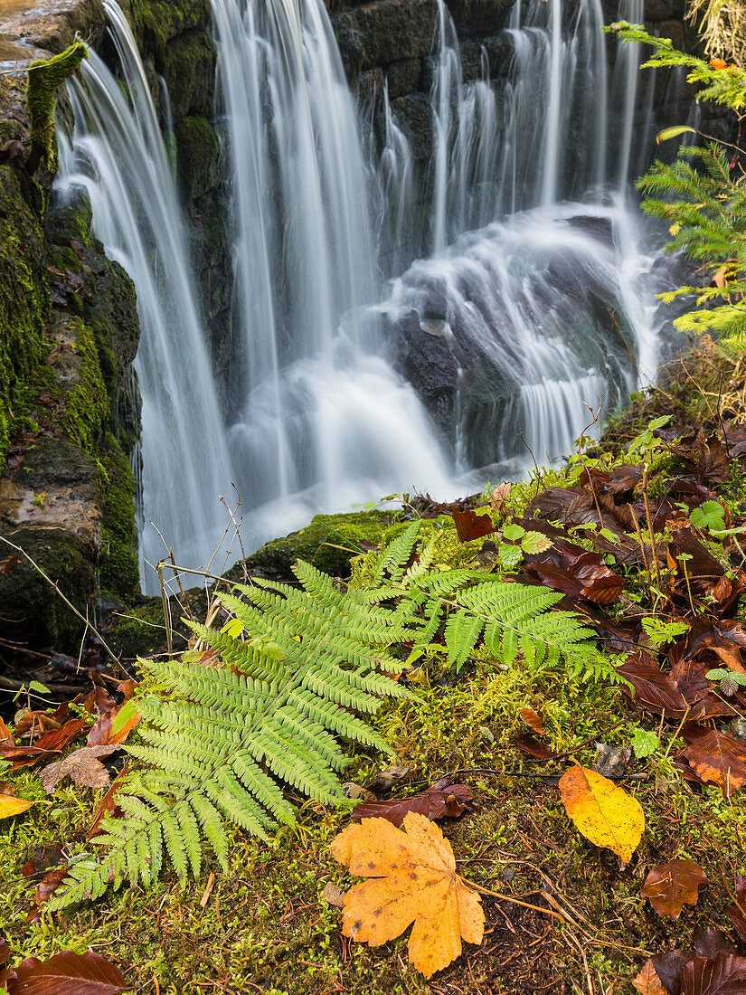 Farn am Geratser Wasserfall bei Sonthofen, Allgäu, Deutschland