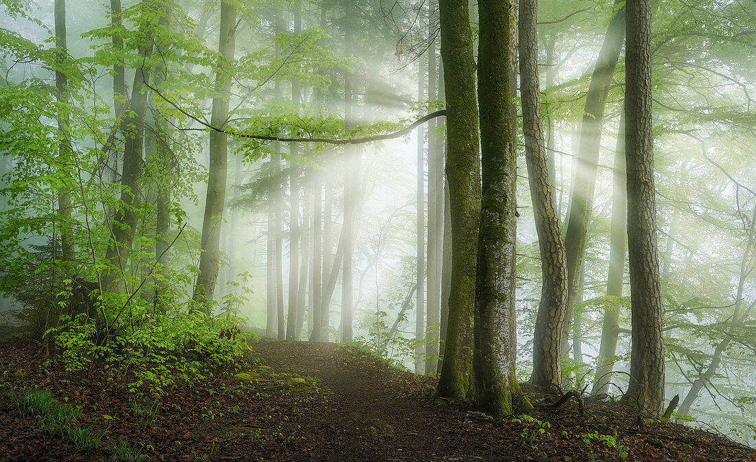 Morning sun in the beech forest, Baierbrunn, Germany