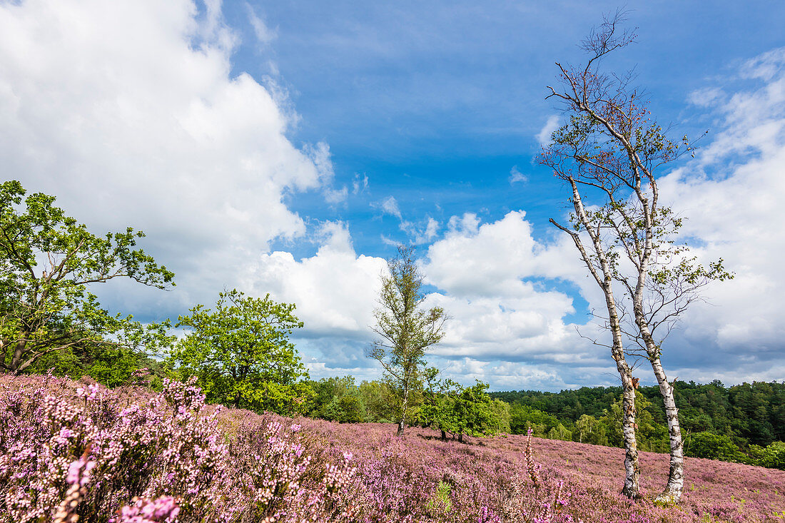 Naturschutzgebiet Fischbeker Heide, Neugraben-Fischbek, Hamburg, Deutschland