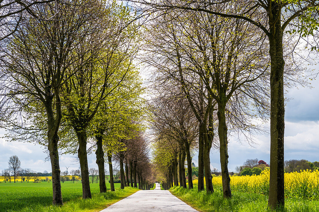 Avenue with winter linden trees in Ostholstein, Bürau, Neukirchen, Schleswig-Holstein, Germany