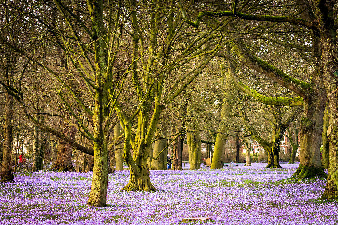 Crocus blossom in Husum Palace Park, North Frisia, Schleswig-Holstein, Germany