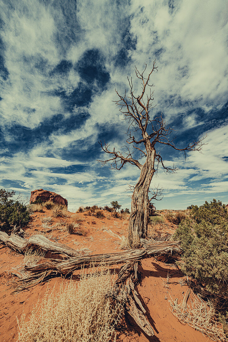 Kahler einsamer Baum im Monument Valley, Arizona, Utah, USA, Nordamerika