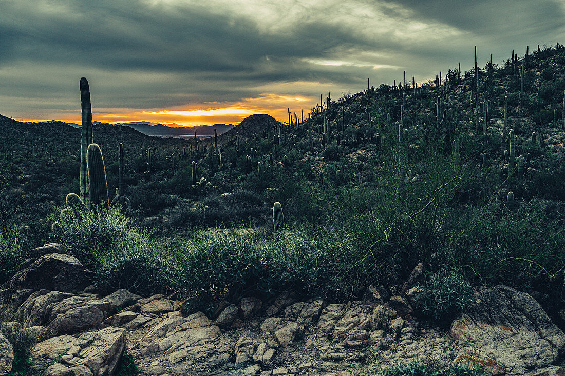 Cacti in Saguaro National Park, Tucson, Arizona, USA, North America