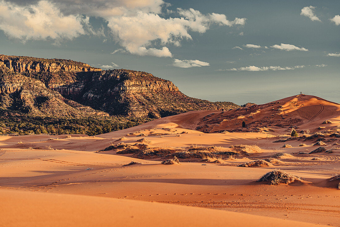 Coral Pink Sand Dunes State Park, Utah, USA, Nordamerika