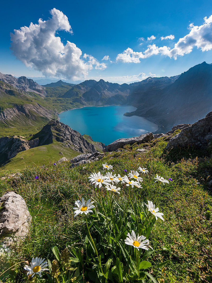 Bergblumen hoch über dem Lünersee, Brandnertal, Vorarlberg, Österreich